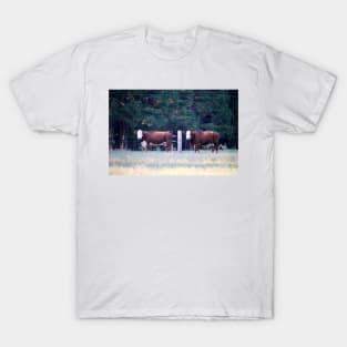 White Face Brown Cattle T-Shirt